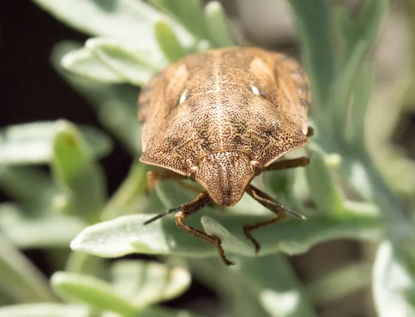 Kaplumbağa Kalkan Böcek — Stok fotoğraf