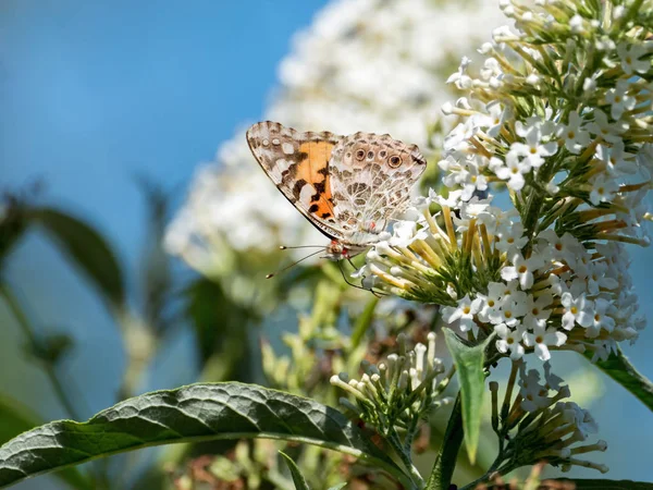 Malovaná Lady Butterfly s červenými roztoči — Stock fotografie