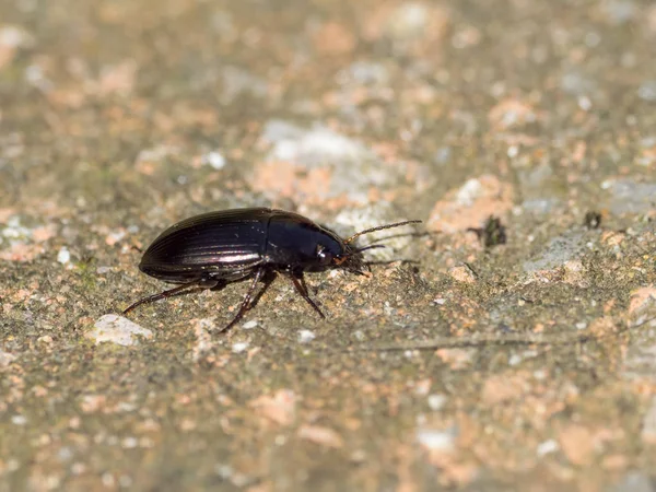 Beetle Amara Species — Stock Photo, Image