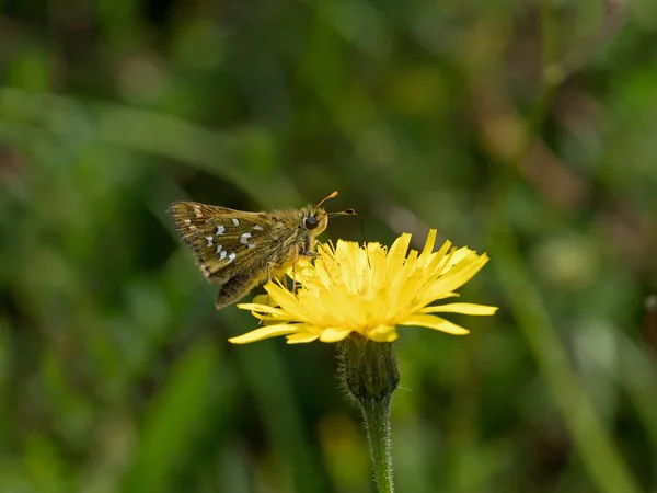 銀斑点スキッパーの蝶 — ストック写真