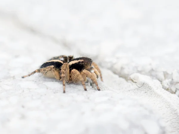 Aelurillus cf luctuosus Skoki Spider — Zdjęcie stockowe