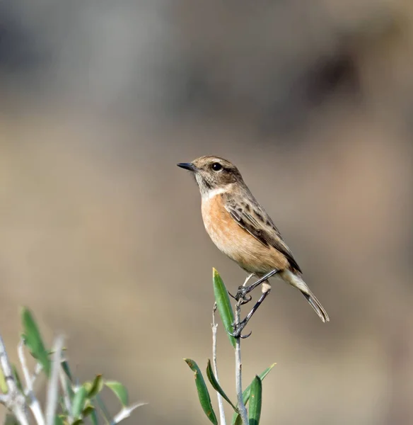 Ευρωπαϊκό Stonechat θηλυκό σκαρφαλωμένο στο Twig — Φωτογραφία Αρχείου