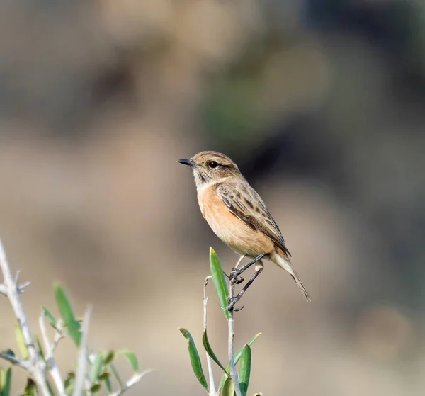 Ευρωπαϊκό Stonechat θηλυκό σκαρφαλωμένο στο Twig — Φωτογραφία Αρχείου