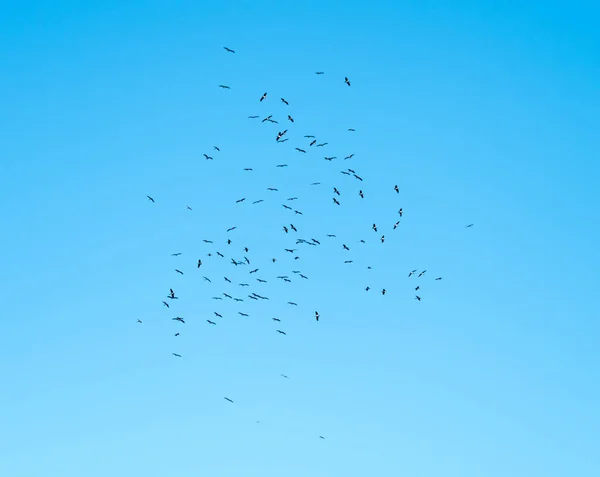 Black Storks Ανατέλλει σε μια θερμική — Φωτογραφία Αρχείου