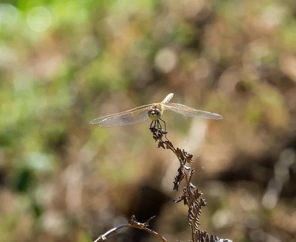 Libellula schiumaiola — Foto Stock