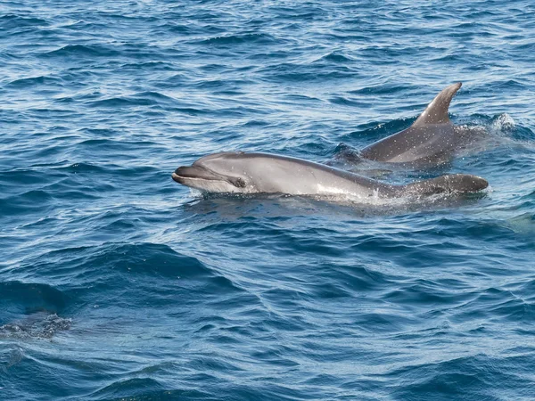 şişe burunlu yunus