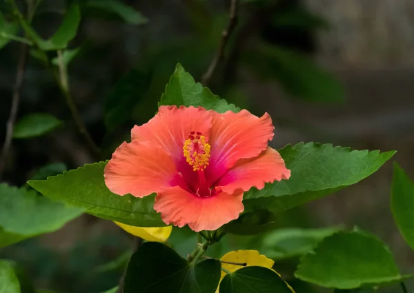 Hibiscus Flower in Andalucia — Stock Photo, Image