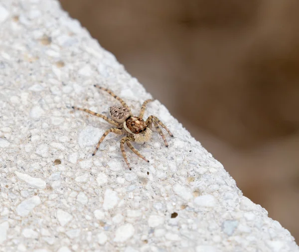 Menemerus Semilimbatus Skoki Spider — Zdjęcie stockowe