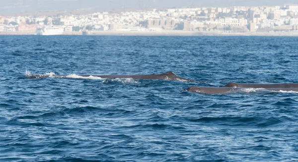 Sperm Whales in The Straits of Gibraltar