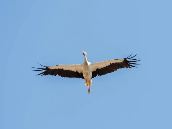 White Stork on Autumn Migration Stock Photo