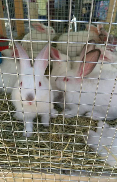 White Rabbits Cage — Stock Photo, Image