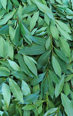 Laurel aromatik ve taze yapraklar