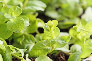 Creeping Jenny bitki aşırı sığ derinlik-in tarla ile yakın çekim.