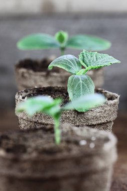 Üç salatalık bitkileri mala ve fide turba tencere içinde belgili tanımlık geçmiş bir rustik ahşap arka plan üzerinde toprak ile. Aşırı sığ derinlik-in tarla bitki merkezi tarih seçici odak ile.