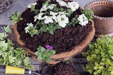 Bir asılı sepeti ya da pot çiçek bitki nasıl gösteri. Çiçekler Verbena, petunyalar, Creeping Jenny, sarmaşık ve Alyssum içerir. Yukarıdaki görüntü