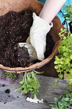 Gösteri bir asılı sepeti ya da pot çiçek bitki nasıl bir eğitim veren genç bir kadın. Petunyalar, Creeping Jenny ve Alyssum çiçekler bulunmaktadır.