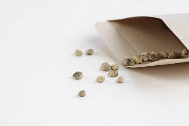 Open packet of spinach seeds with some scattered in front of envelope.  Extreme shallow depth of field with selective focus on seed in front. clipart