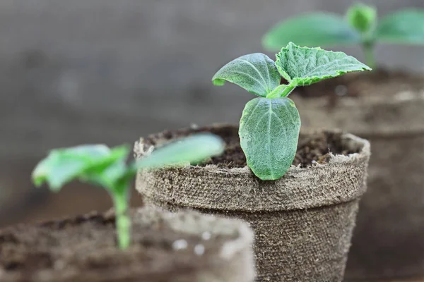 素朴な木製の背景を背景にこて 育苗の泥炭ポットの土と つのキュウリ センターで植物の選択と集中を持つフィールドの浅い深さの極端です — ストック写真