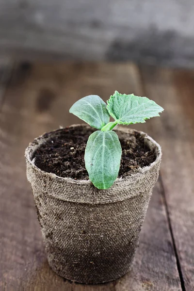 Fábrica Pepino Pote Turfa Planta Cultivada Sementes Uma Mesa Madeira — Fotografia de Stock