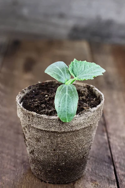 Planta Pepino Maceta Turba Sobre Una Mesa Madera Rústica Profundidad — Foto de Stock