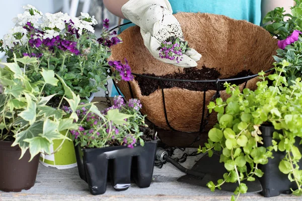 Gösteri Bir Asılı Sepeti Pot Çiçek Bitki Nasıl Bir Eğitim — Stok fotoğraf