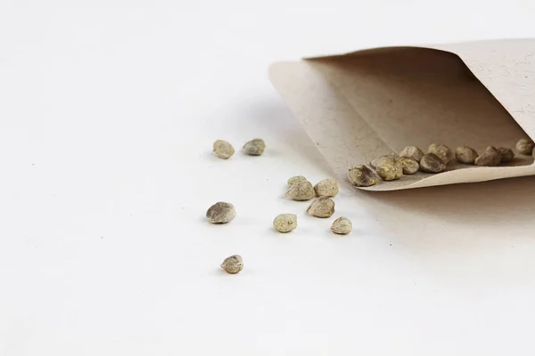 Open packet of spinach seeds with some scattered in front of envelope.  Extreme shallow depth of field with selective focus on seed in front.