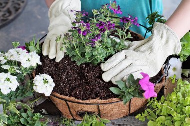 Gösteri bir asılı sepeti ya da pot çiçek bitki nasıl bir eğitim veren genç bir kadın. Verbena, petunyalar, Creeping Jenny ve Alyssum çiçekler bulunmaktadır.