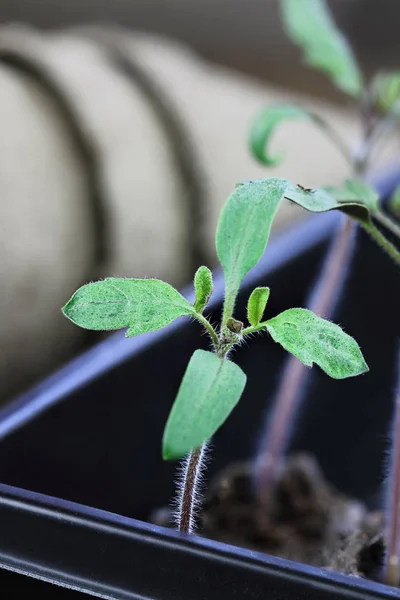 三种番茄幼苗生长在一个园艺托盘 并准备种植 具有选择性聚焦于前景的极浅景深场 — 图库照片