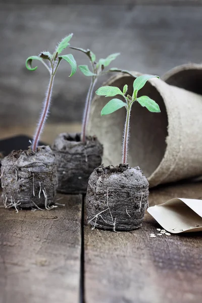 Três Plantas Tomate Com Solo Espátula Vasos Turfa Fundo Sobre — Fotografia de Stock