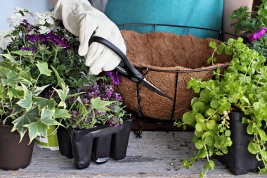 Gösteri bir asılı sepeti ya da pot çiçek bitki nasıl bir eğitim veren genç bir kadın. Verbena, petunyalar, Creeping Jenny ve Alyssum çiçekler bulunmaktadır.