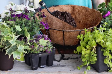 Gösteri bir asılı sepeti ya da pot çiçek bitki nasıl bir eğitim veren genç bir kadın. Verbena, petunyalar, Creeping Jenny ve Alyssum çiçekler bulunmaktadır.