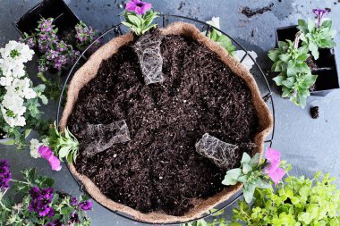 Bir asılı sepeti ya da pot çiçek bitki nasıl gösteri. Çiçekler Verbena, petunyalar, Creeping Jenny ve Alyssum içerir. Yukarıdaki görüntü