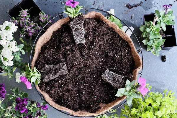 Bir Asılı Sepeti Pot Çiçek Bitki Nasıl Gösteri Çiçekler Verbena — Stok fotoğraf
