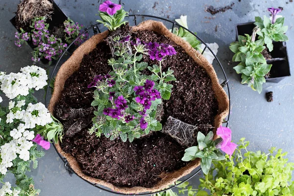 Demonstration How Plant Hanging Basket Pot Flowers Flowers Include Verbena — Stock Photo, Image