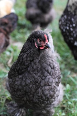 Cochin tavuğu ücretsiz aralığı karışık onun flock birinin arka bahçesinde açık havada birlikte mavi. Alan seçici odak tavuk'ın yüzündeki ile aşırı sığ derinliği.