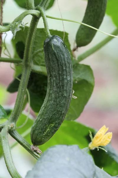 Fresh Cucumber Grown Organically Vertical Trellis Garden Extreme Shallow Depth — Stock Photo, Image