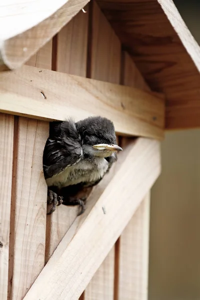 Very Young Baby Tree Swallow Waiting Entrance His Nest Box — Stock Photo, Image