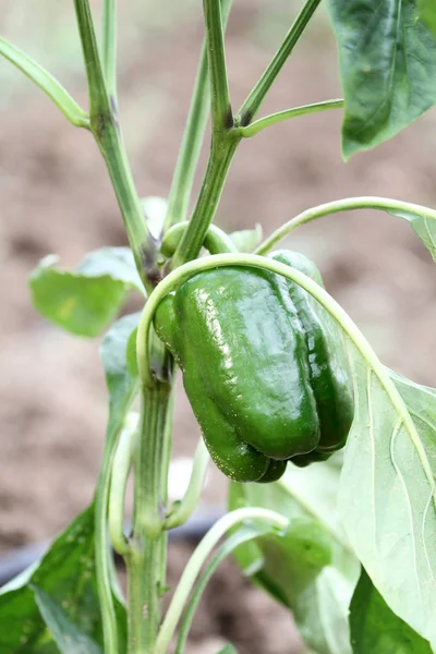 Sweet Green Bell Pepper Growing Garden Extreme Shallow Depth Field — Stock Photo, Image