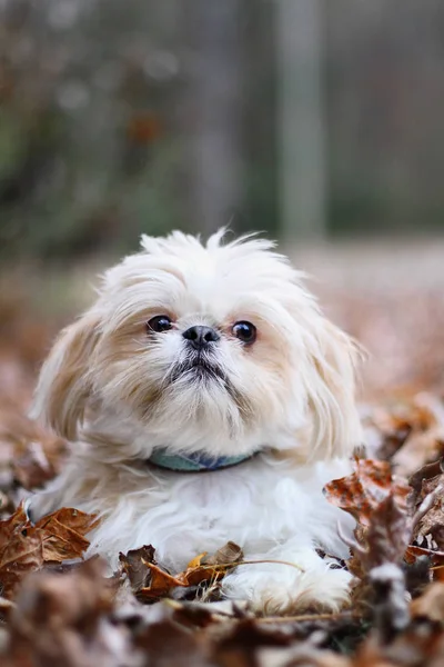Adorable Blond Shih Tzu Standing Colorful Autumn Leaves — Stock Photo, Image