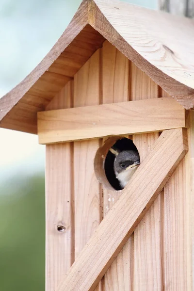 Fledgling Sparrow Peeks Out Opening Cedar Bird House — Stock Photo, Image