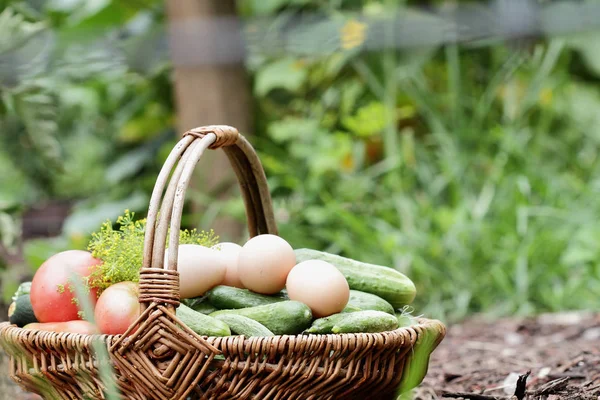 Una Cesta Llena Productos Recién Cosechados Del Jardín Huevos Del — Foto de Stock