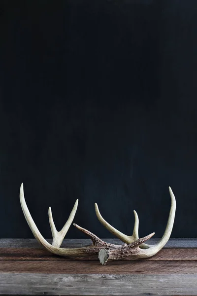 Real White Tail Deer Antlers Rustic Wooden Table Black Background — Stock Photo, Image