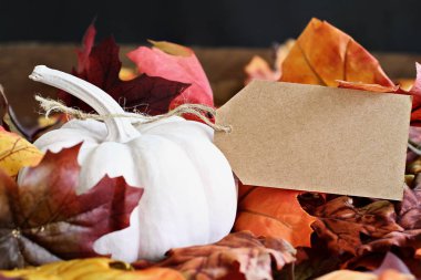 Mini Beyaz kabak ekli boş kartı ile. Metin için boş alan.