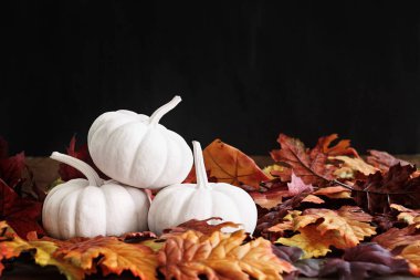 Güz üç beyaz kabaklar bir yığın dağınık bırakıyor. Kabak tarih seçici odak ile alan aşırı sığ derinliği. Metin için boş alan.