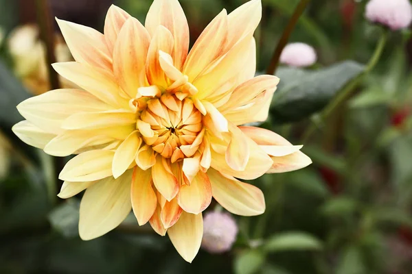 Hermoso Lema Amarillo Naranja Dahlia Placa Cena Dahlia Flor — Foto de Stock