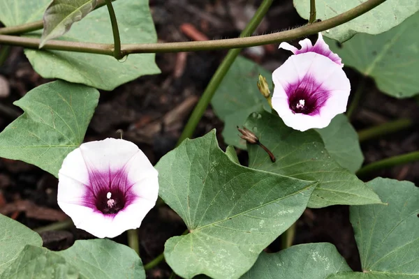 Süßkartoffelblüten Blühen Inmitten Der Pflanzen Reben Und Blätter Einem Bio — Stockfoto