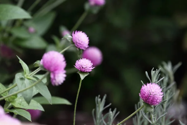 Globo Amaranto Gomphrena Globosa Flores Que Crecen Jardín Profundidad Superficial — Foto de Stock