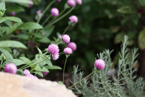 Globe Amaranth Lub Gomphrena Kulistna Kwiaty Rosnące Ogrodzie Ekstremalne Płytkiej — Zdjęcie stockowe