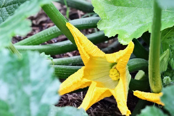 Flor Una Planta Calabacín Cultivada Orgánicamente Que Crece Una Cama —  Fotos de Stock