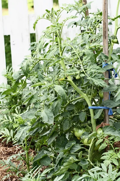 Green organic staked tomatoes growing on the vine. Extreme shallow depth of field with selective focus.